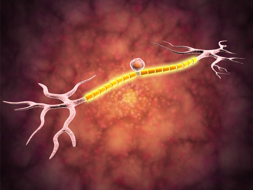 Microscopic view of a unipolar neuron Canvas Art - Stocktrek Images (33 x 25)
