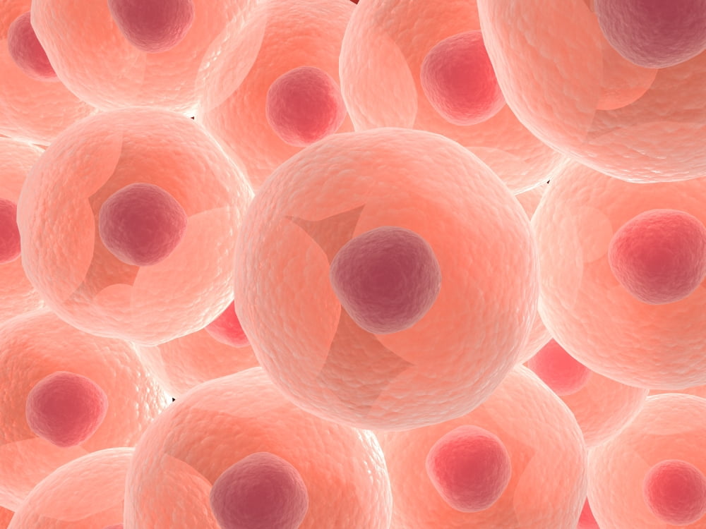 Microscopic view of animal cell Canvas Art - Stocktrek Images (17 x 13)