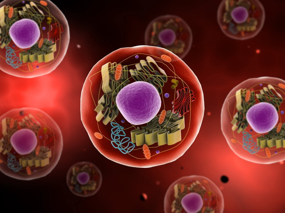 Microscopic view of animal cell Canvas Art - Stocktrek Images (17 x 13)