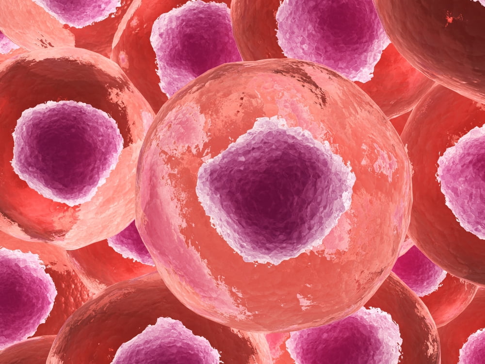 Microscopic view of animal cell Canvas Art - Stocktrek Images (33 x 25)