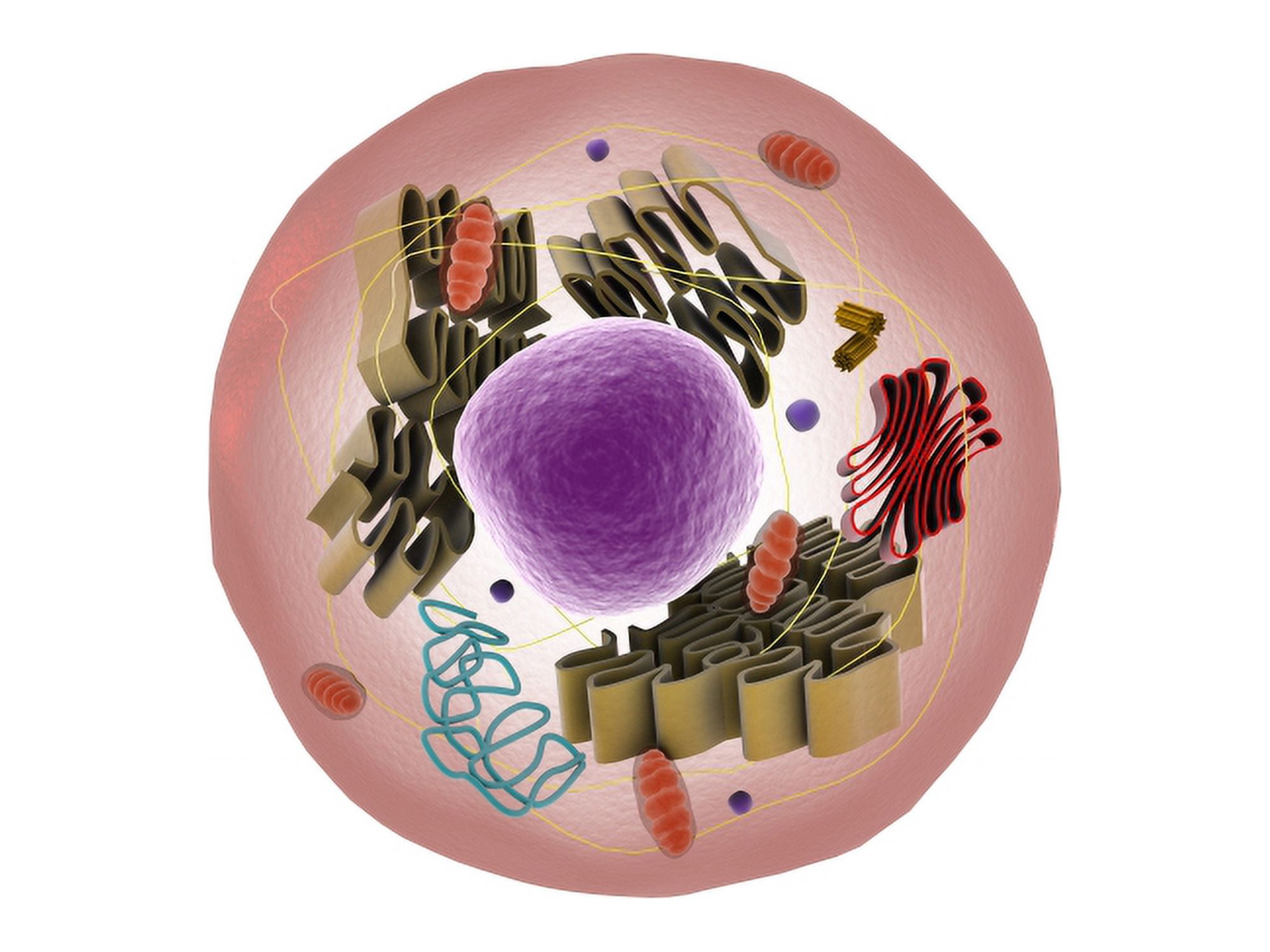Microscopic view of animal cell Canvas Art - Stocktrek Images (33 x 25)