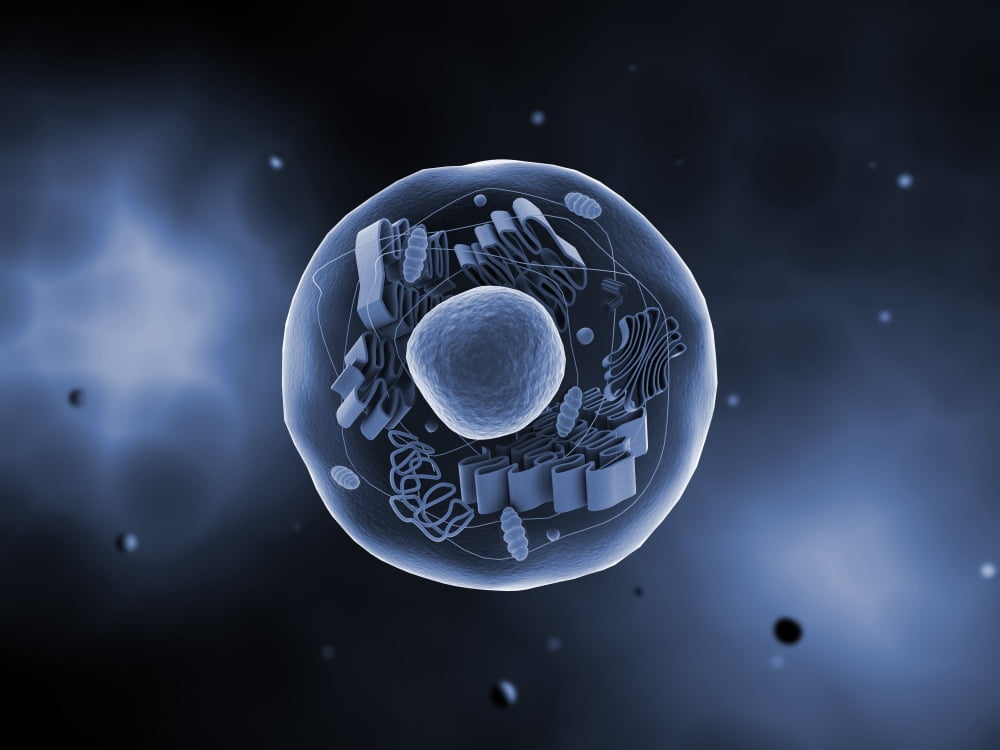 Microscopic view of animal cell Canvas Art - Stocktrek Images (33 x 25)