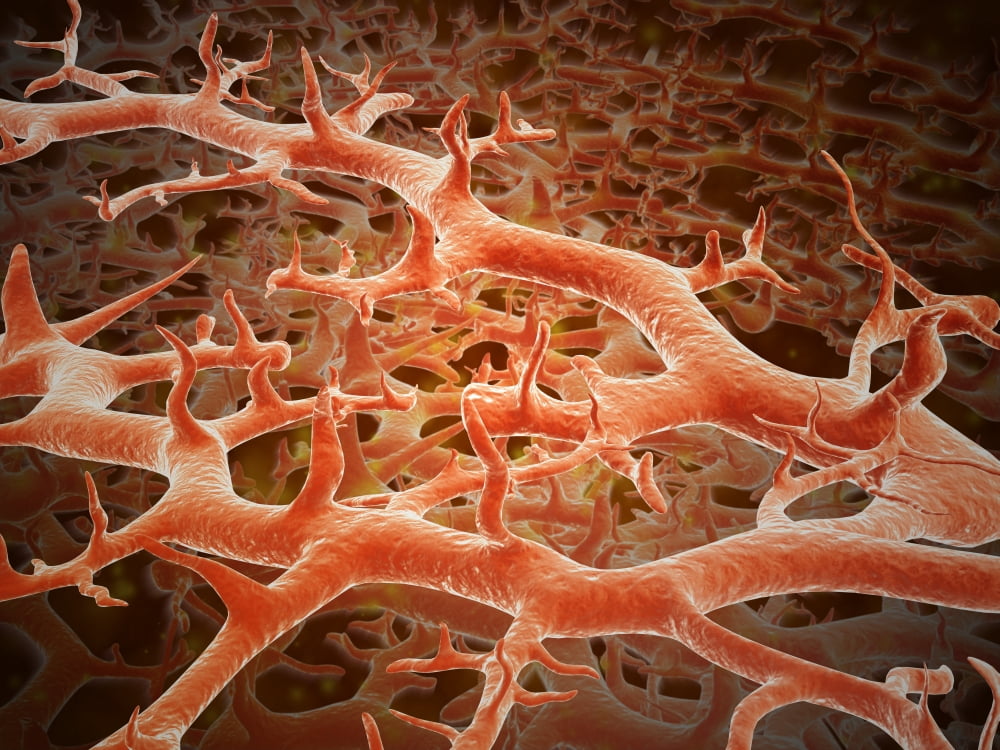 Microscopic view of athletes foot fungus Canvas Art - Stocktrek Images (33 x 25)