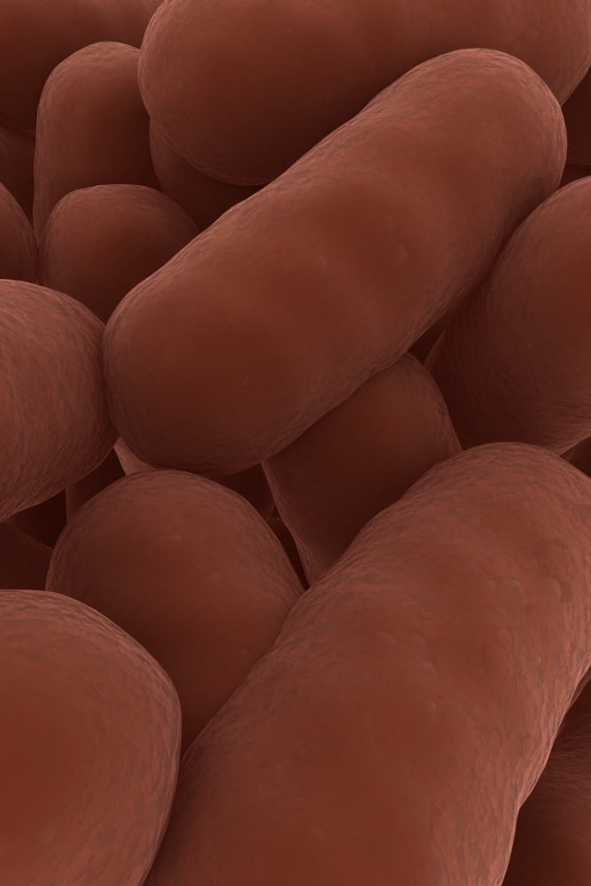 Microscopic view of bacteria Canvas Art - Stocktrek Images (12 x 18)