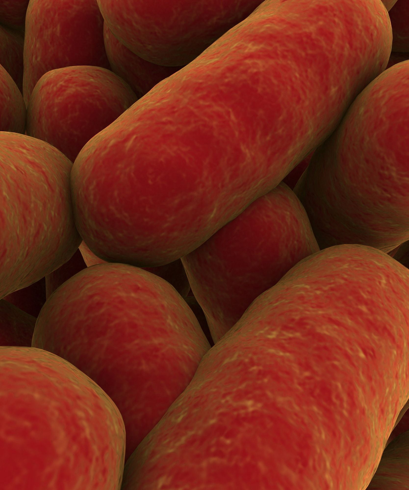 Microscopic view of bacteria Canvas Art - Stocktrek Images (13 x 16)