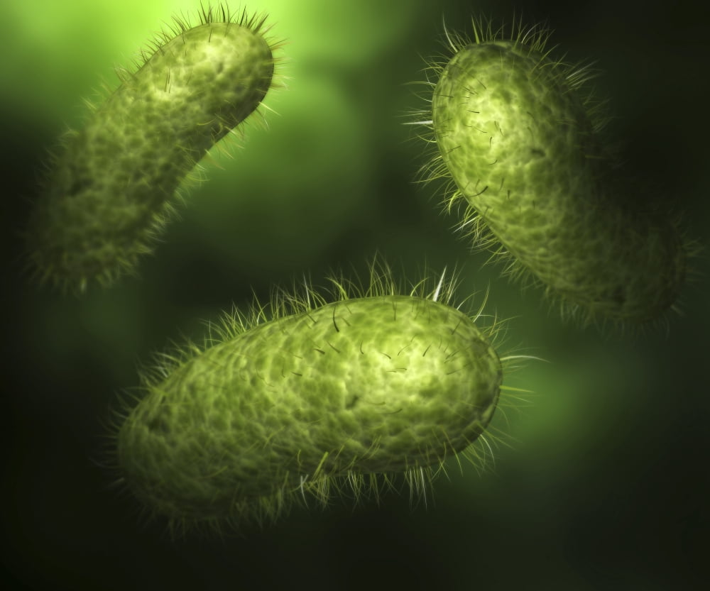 Microscopic view of bacteria Canvas Art - Stocktrek Images (16 x 13)