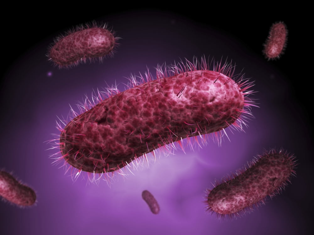 Microscopic view of bacteria Canvas Art - Stocktrek Images (17 x 13)