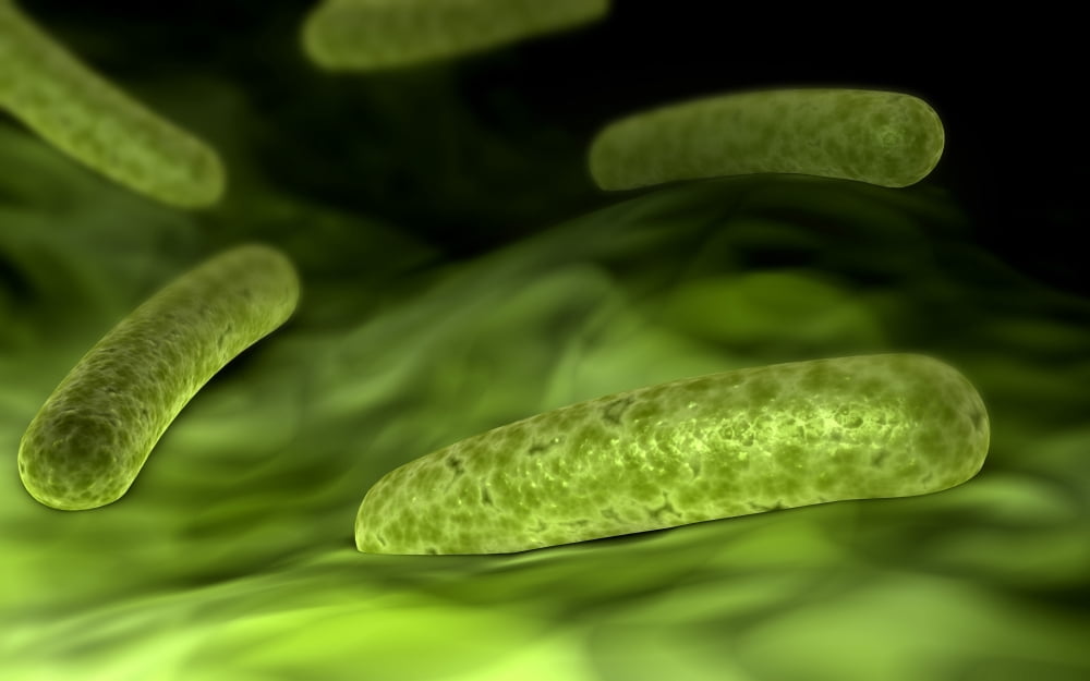 Microscopic view of bacteria Canvas Art - Stocktrek Images (18 x 12)