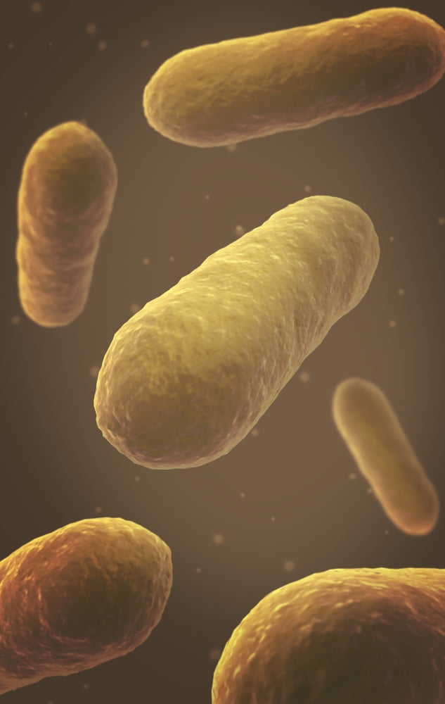 Microscopic view of bacteria Canvas Art - Stocktrek Images (23 x 36)