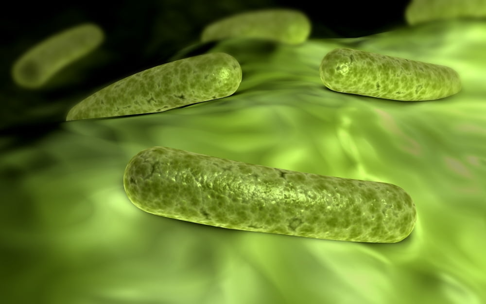 Microscopic view of bacteria Canvas Art - Stocktrek Images (36 x 23)