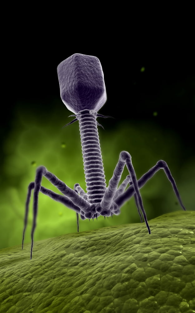 Microscopic view of bacteriophage Canvas Art - Stocktrek Images (12 x 18)