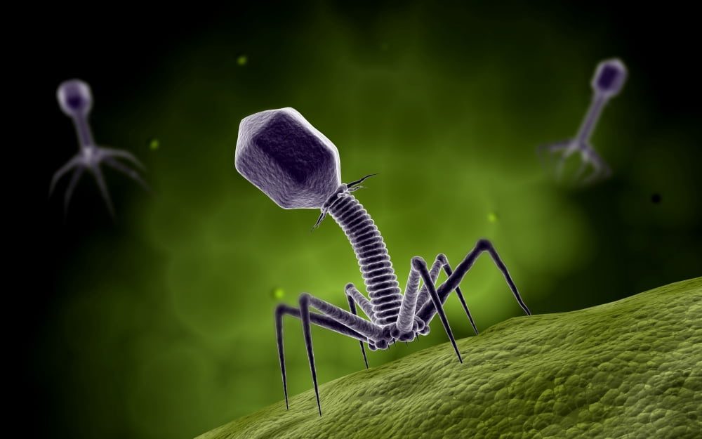 Microscopic view of bacteriophage Canvas Art - Stocktrek Images (18 x 12)