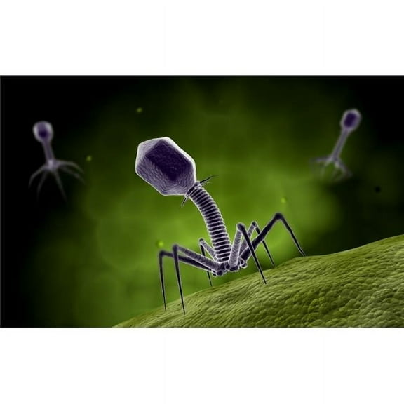 Microscopic view of bacteriophage Poster Print