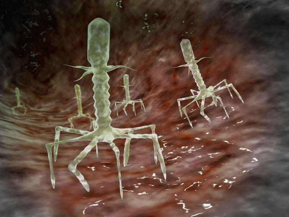 Microscopic view of bacteriophages on the surface of a bacteria Canvas Art - Stocktrek Images (33 x 25)