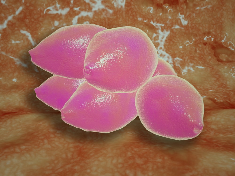 Microscopic view of birch tree pollen Canvas Art - Stocktrek Images (33 x 25)