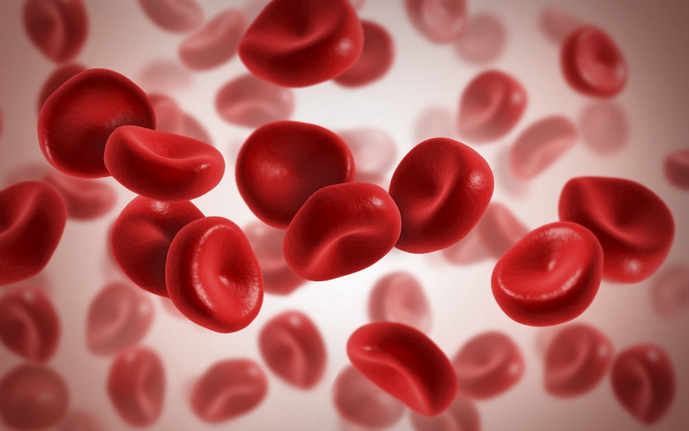 Microscopic view of blood cells Canvas Art - Stocktrek Images (36 x 23)