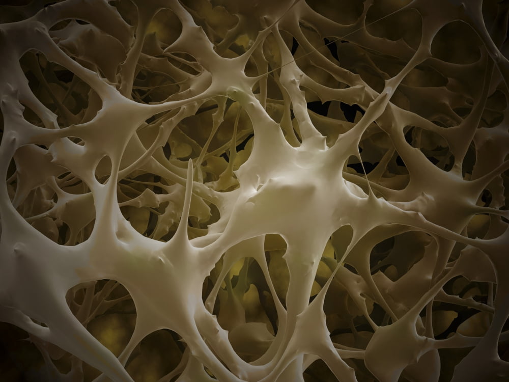 Microscopic view of bone fibre Canvas Art - Stocktrek Images (33 x 25)