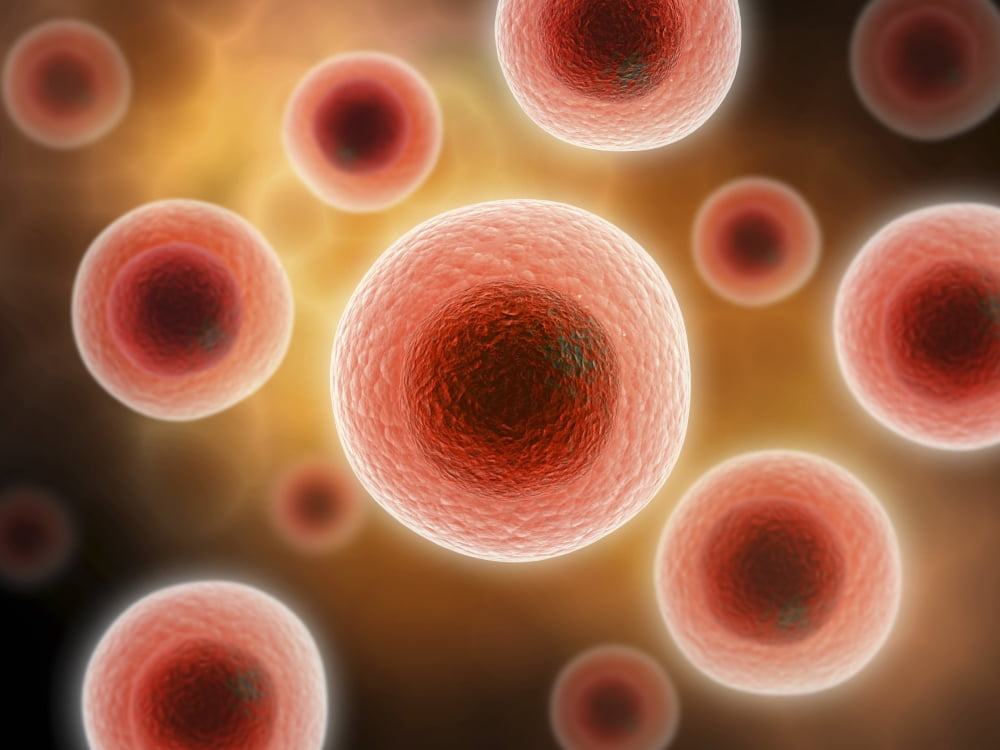Microscopic view of cell Canvas Art - Stocktrek Images (33 x 25)