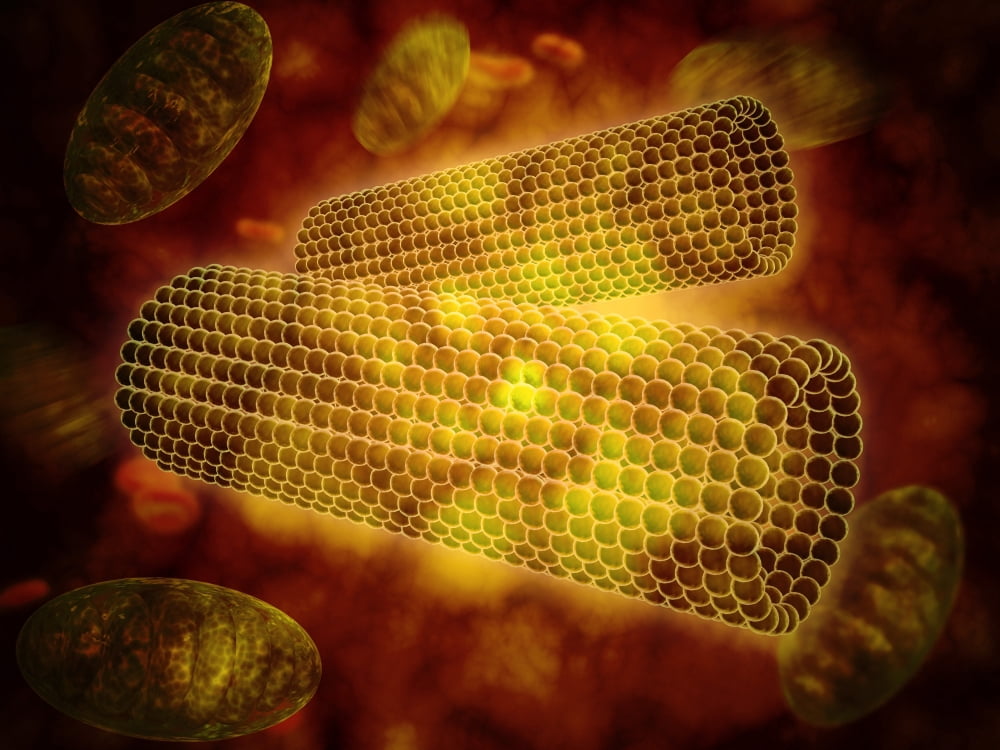 Microscopic view of centrioles within a human cell Canvas Art - Stocktrek Images (17 x 13)