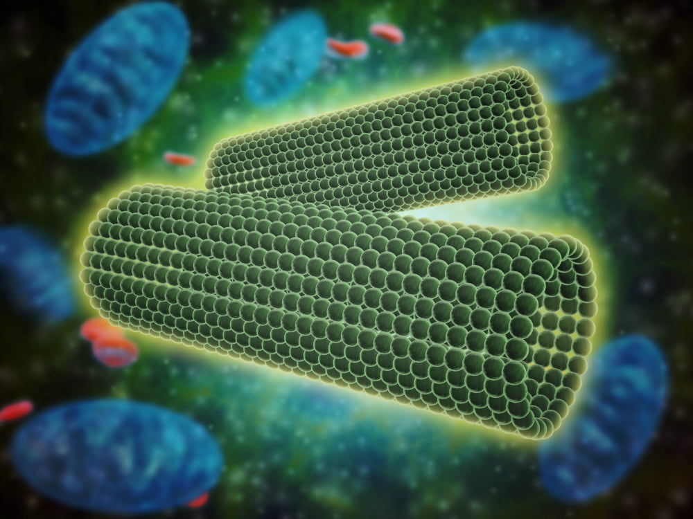 Microscopic view of centrioles within a human cell Canvas Art - Stocktrek Images (33 x 25)