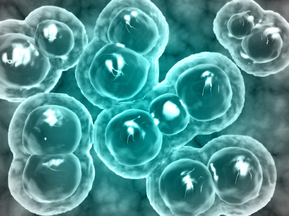 Microscopic view of chlamydia Canvas Art - Stocktrek Images (17 x 13)