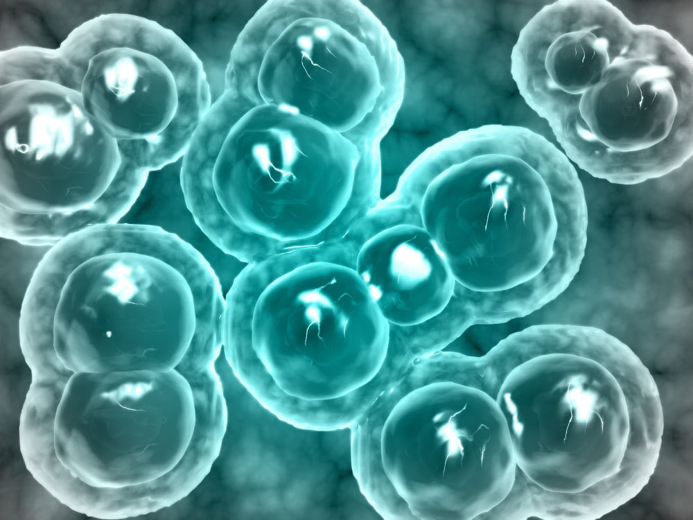 Microscopic view of chlamydia Canvas Art - Stocktrek Images (33 x 25)