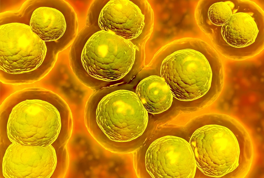 Microscopic view of chlamydia Canvas Art - Stocktrek Images (34 x 23)