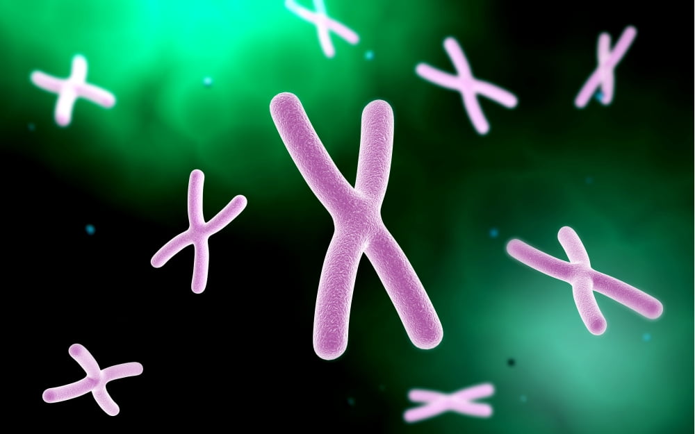 Microscopic view of chromosome Canvas Art - Stocktrek Images (18 x 12)