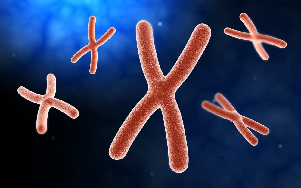 Microscopic view of chromosome Canvas Art - Stocktrek Images (36 x 23)