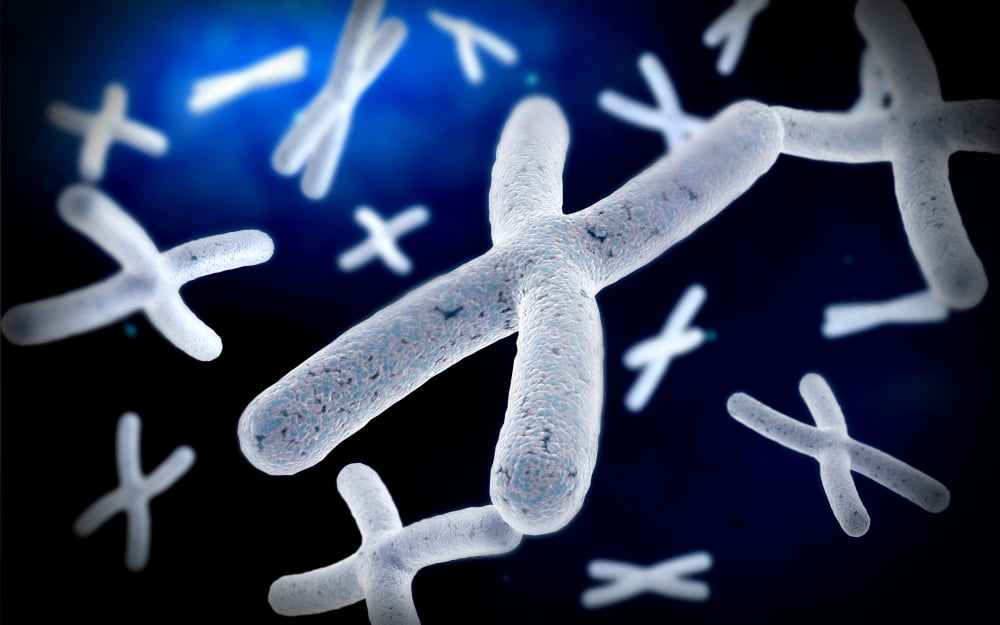 Microscopic view of chromosome Canvas Art - Stocktrek Images (36 x 23)