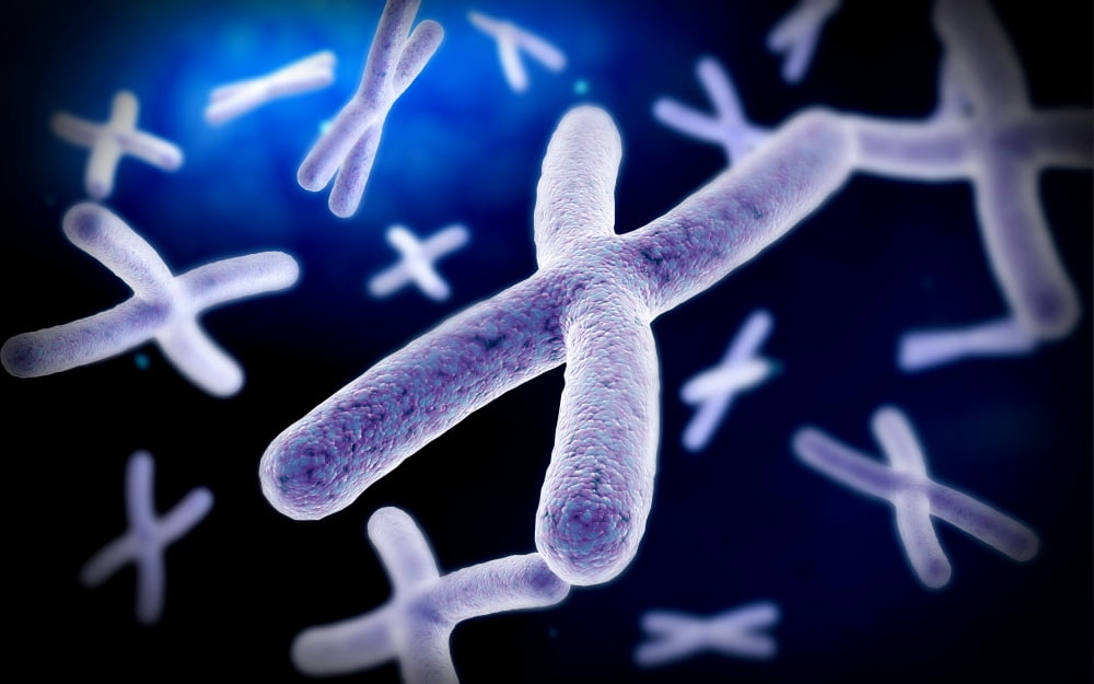 Microscopic view of chromosome Canvas Art - Stocktrek Images (36 x 23)