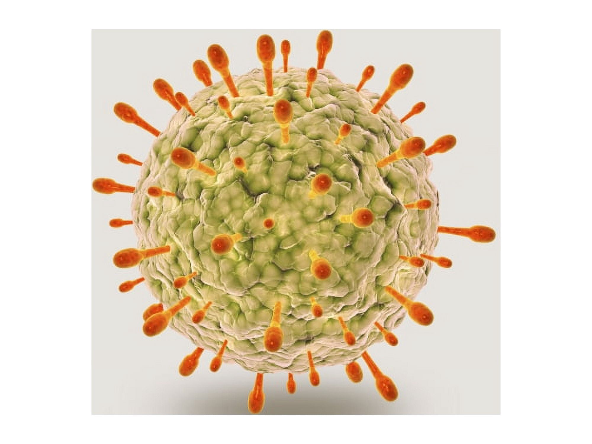 Microscopic view of herpes virus Canvas Art - Stocktrek Images (33 x 25)