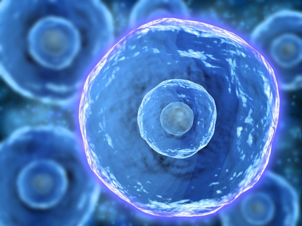 Microscopic view of human B-cells Canvas Art - Stocktrek Images (17 x 13)