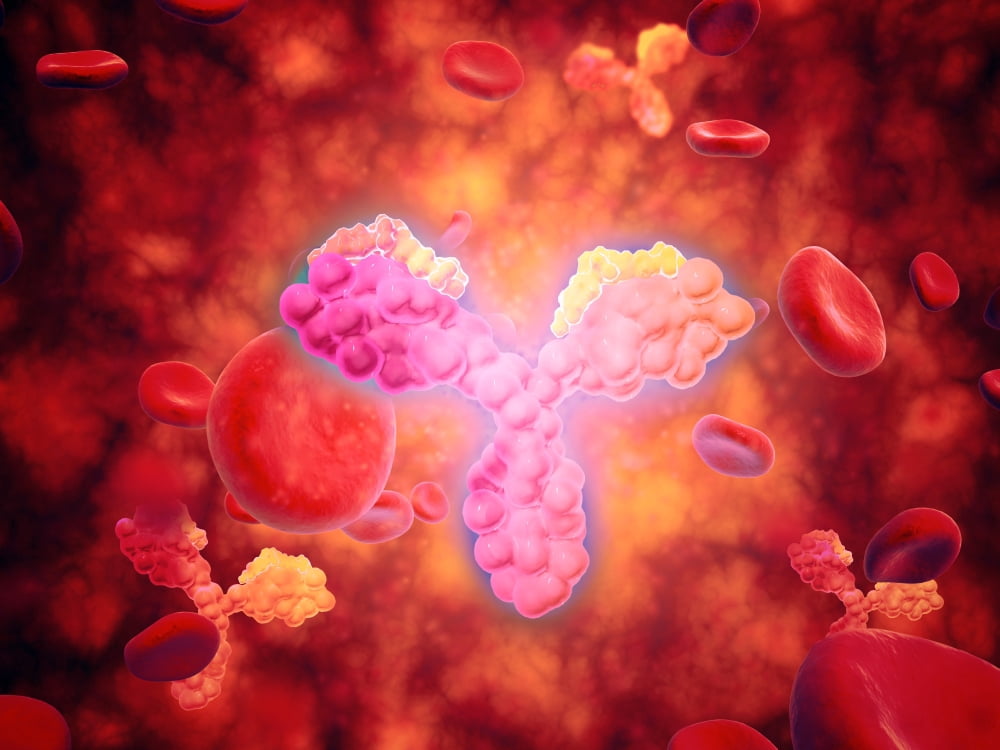 Microscopic view of human anitbodies with red blood cells Canvas Art - Stocktrek Images (17 x 13)