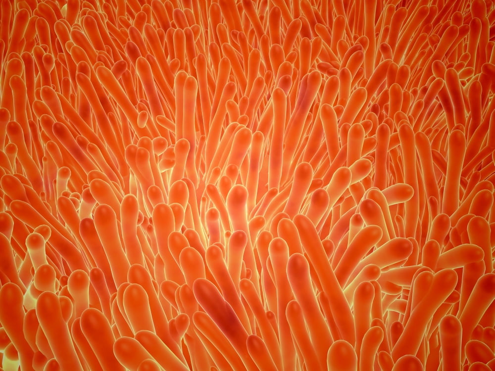 Microscopic view of intestinal villi inside the small intestine Canvas Art - Stocktrek Images (33 x 25)