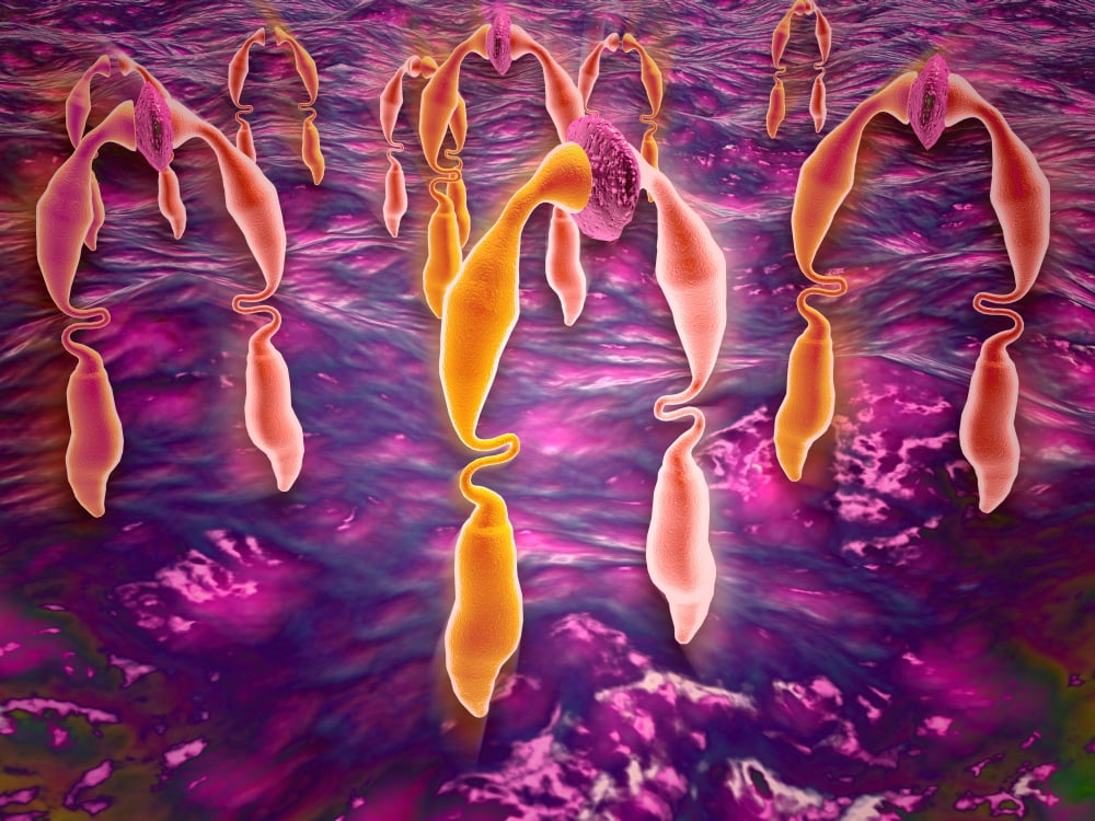 Microscopic view of ligand binding to a receptor protein Canvas Art - Stocktrek Images (17 x 13)