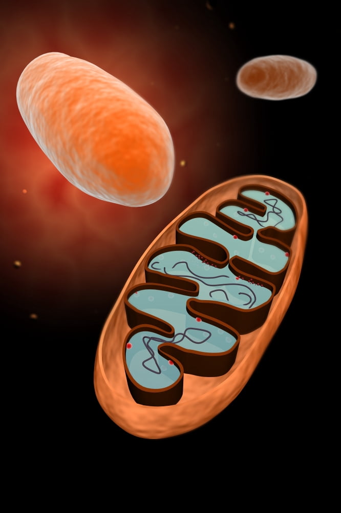 Microscopic view of mitochondria Canvas Art - Stocktrek Images (12 x 18)