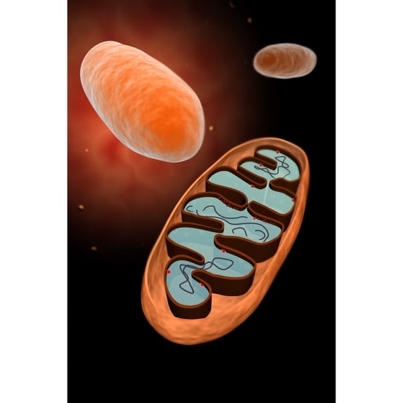 Microscopic view of mitochondria Poster Print