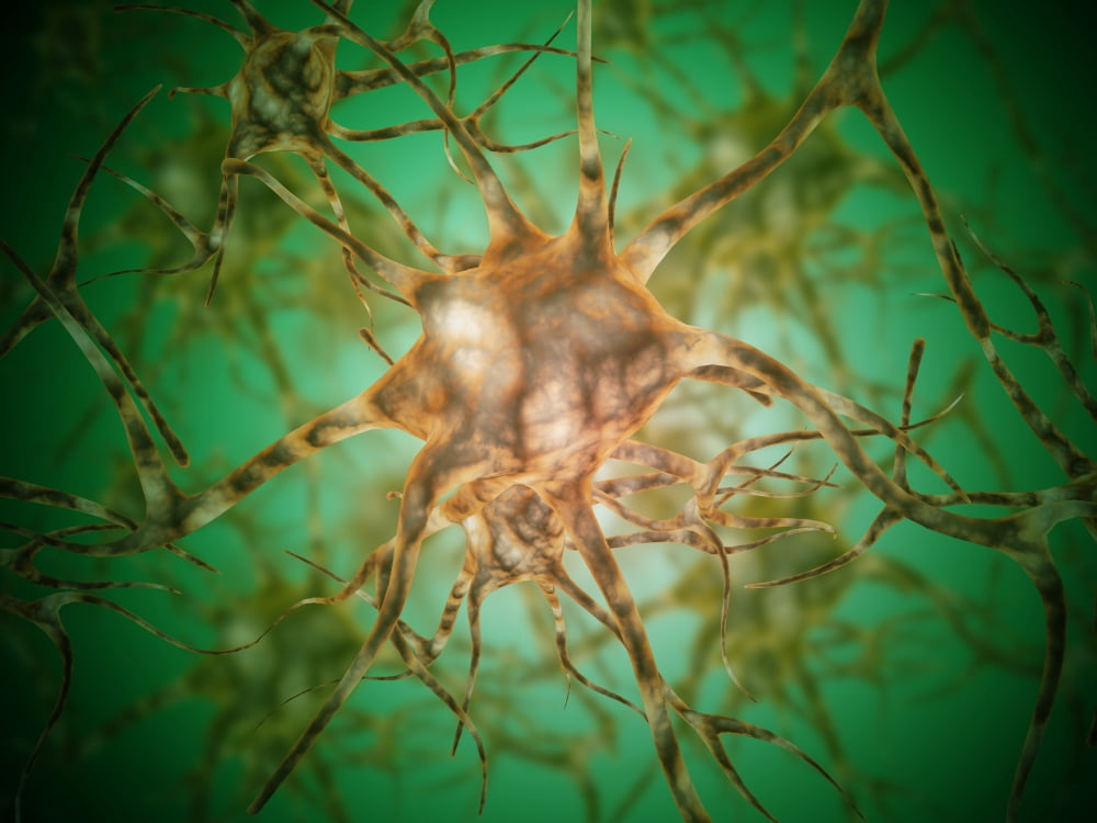 Microscopic view of multiple nerve cells known as neurons Canvas Art - Stocktrek Images (17 x 13)
