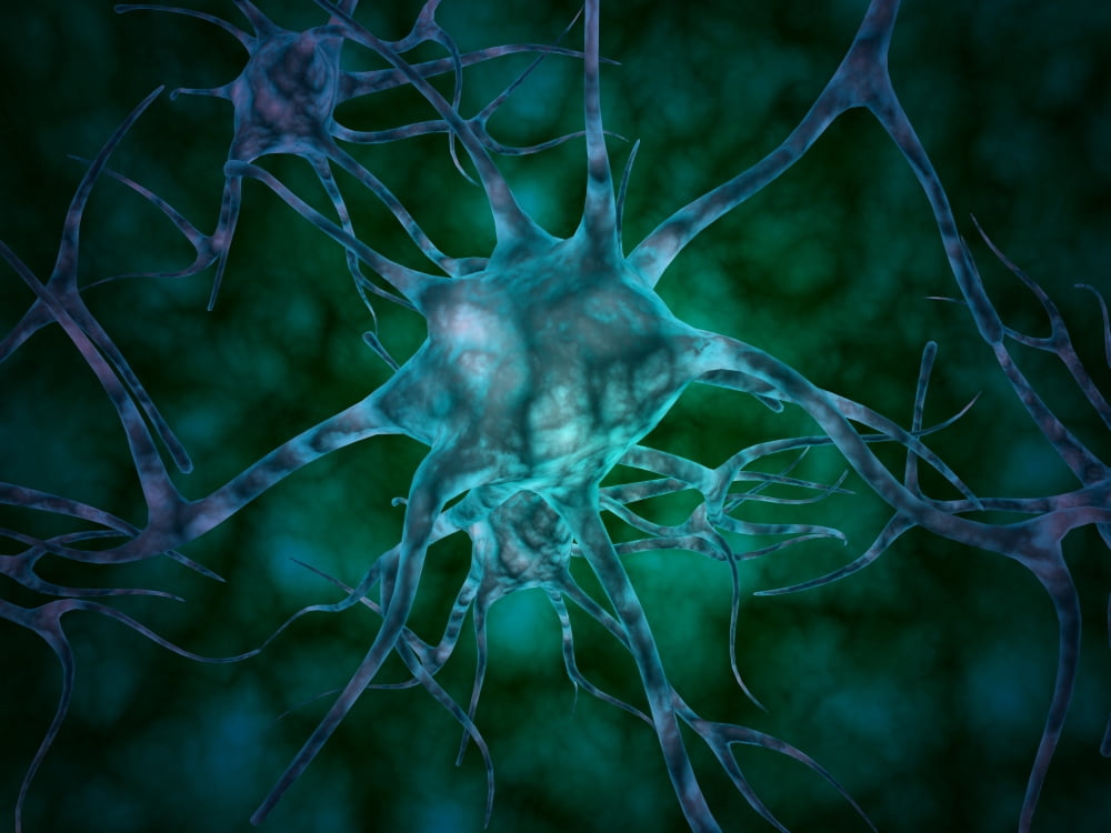 Microscopic view of multiple nerve cells known as neurons Canvas Art - Stocktrek Images (33 x 25)