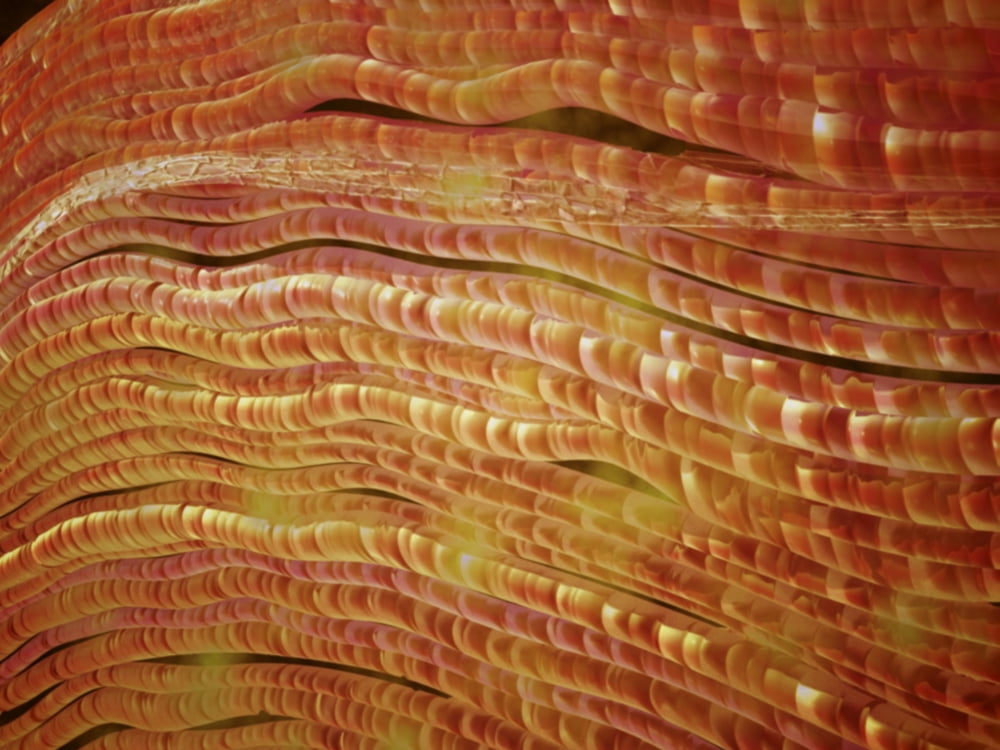 Microscopic view of nerve fibers Canvas Art - Stocktrek Images (17 x 13)