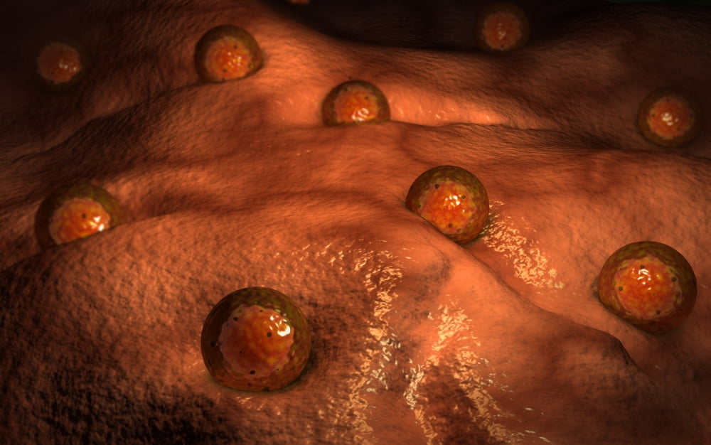Microscopic view of ovules Canvas Art - Stocktrek Images (36 x 23)