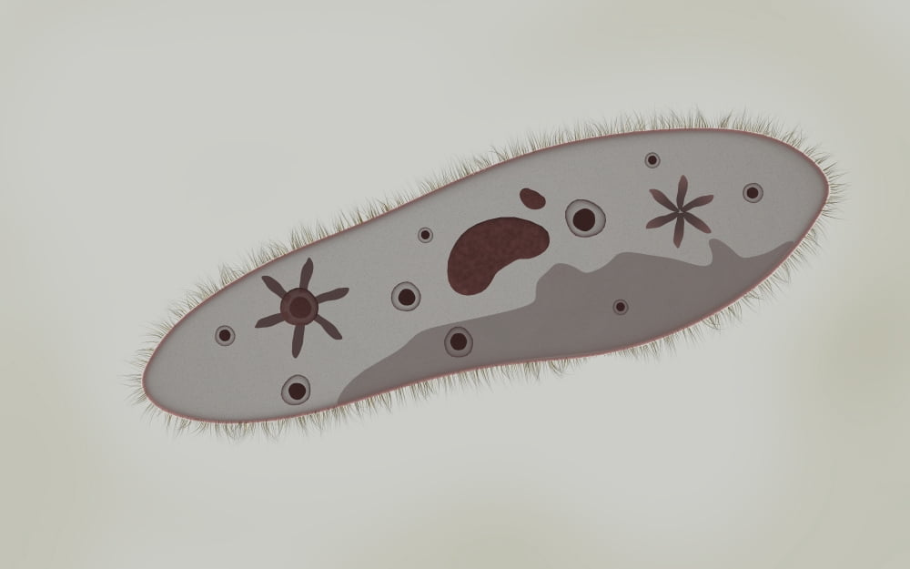 Microscopic view of paramecium Canvas Art - Stocktrek Images (18 x 12)