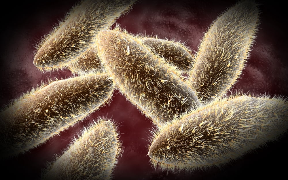 Microscopic view of paramecium Canvas Art - Stocktrek Images (18 x 12)
