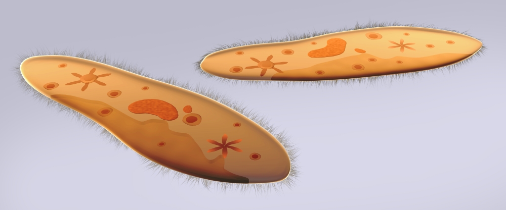 Microscopic view of paramecium Canvas Art - Stocktrek Images (44 x 19)