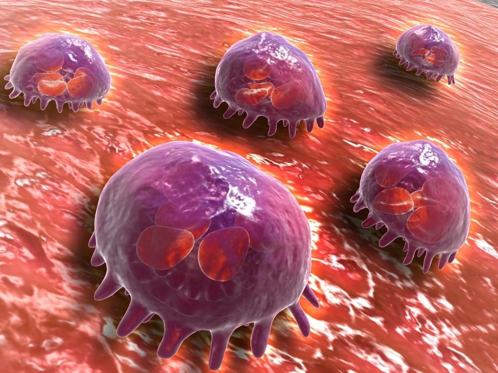 Microscopic view of phagocytic macrophages Canvas Art - Stocktrek Images (17 x 13)
