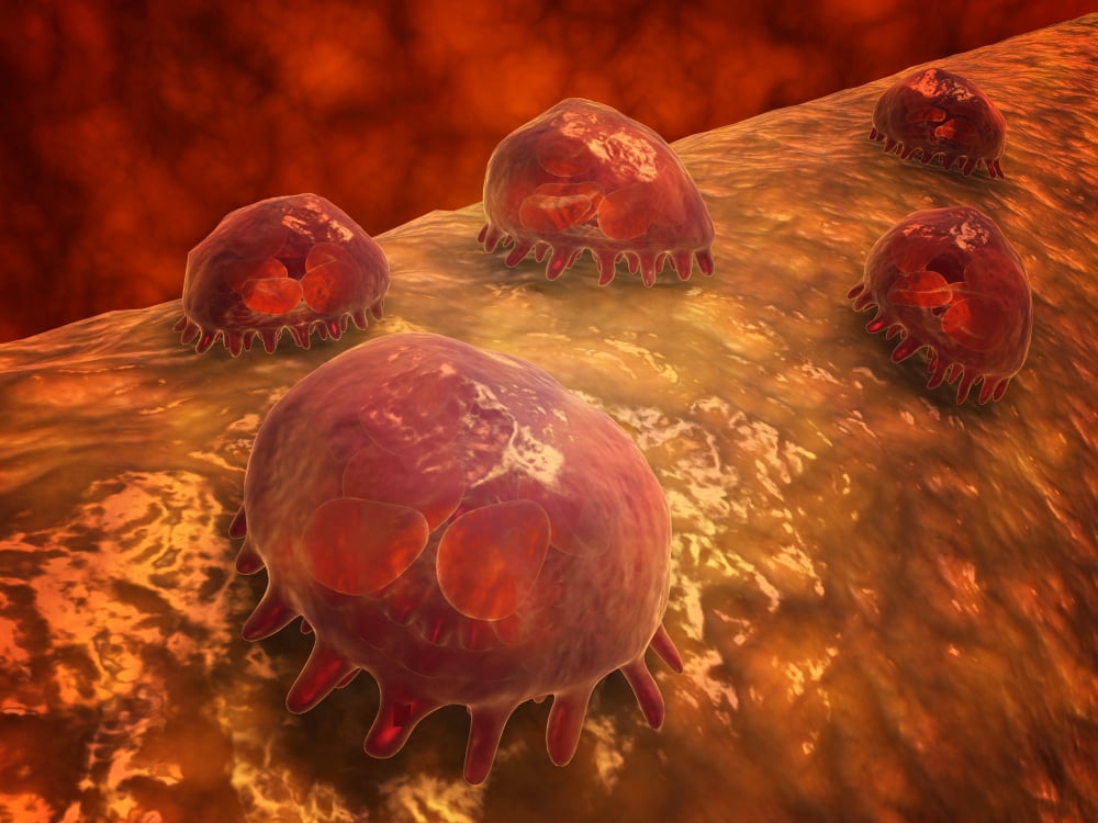 Microscopic view of phagocytic macrophages Canvas Art - Stocktrek Images (17 x 13)