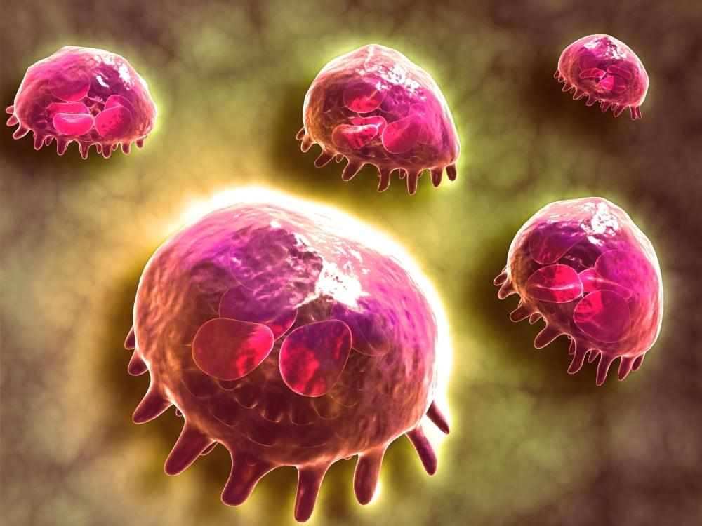 Microscopic view of phagocytic macrophages Canvas Art - Stocktrek Images (33 x 25)