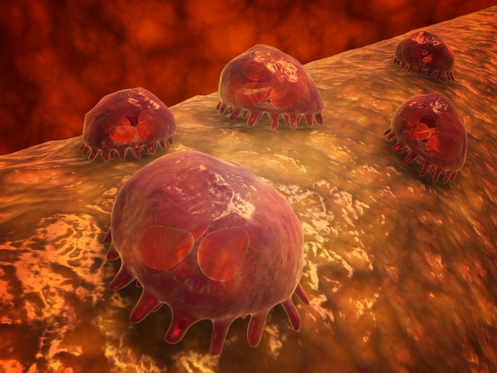 Microscopic view of phagocytic macrophages Canvas Art - Stocktrek Images (33 x 25)