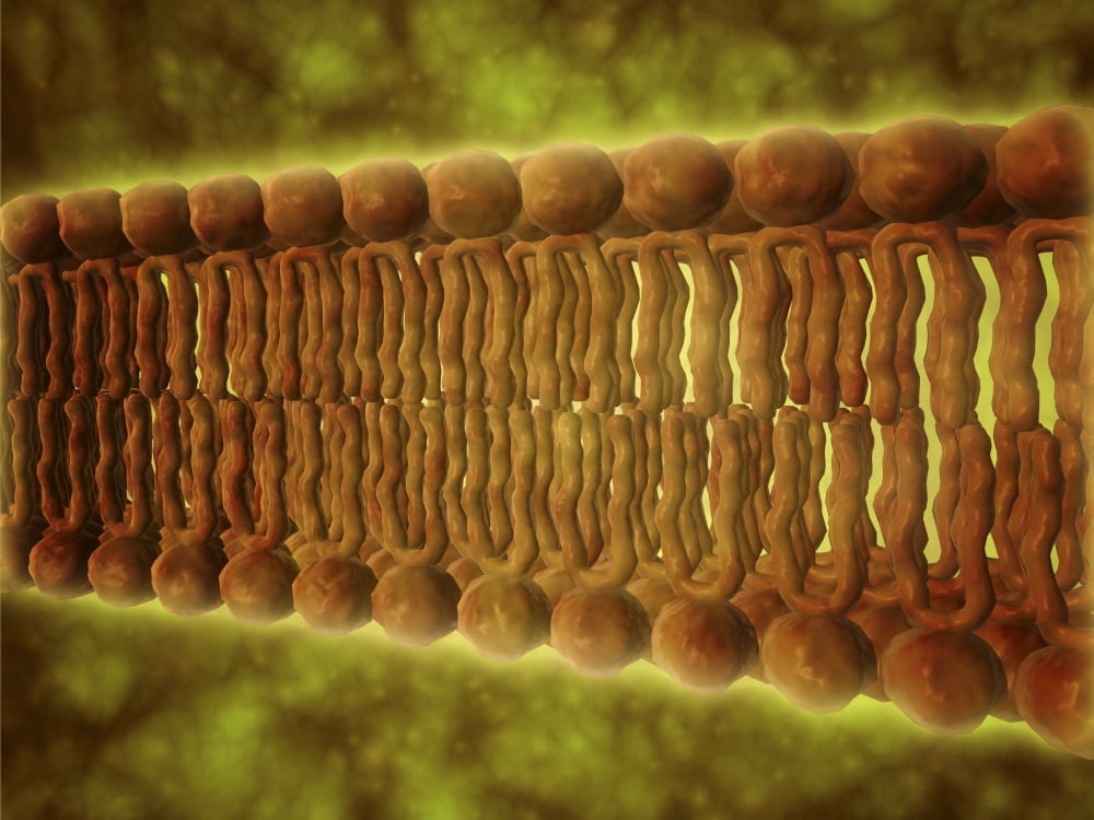 Microscopic view of phospholipids Canvas Art - Stocktrek Images (33 x 25)